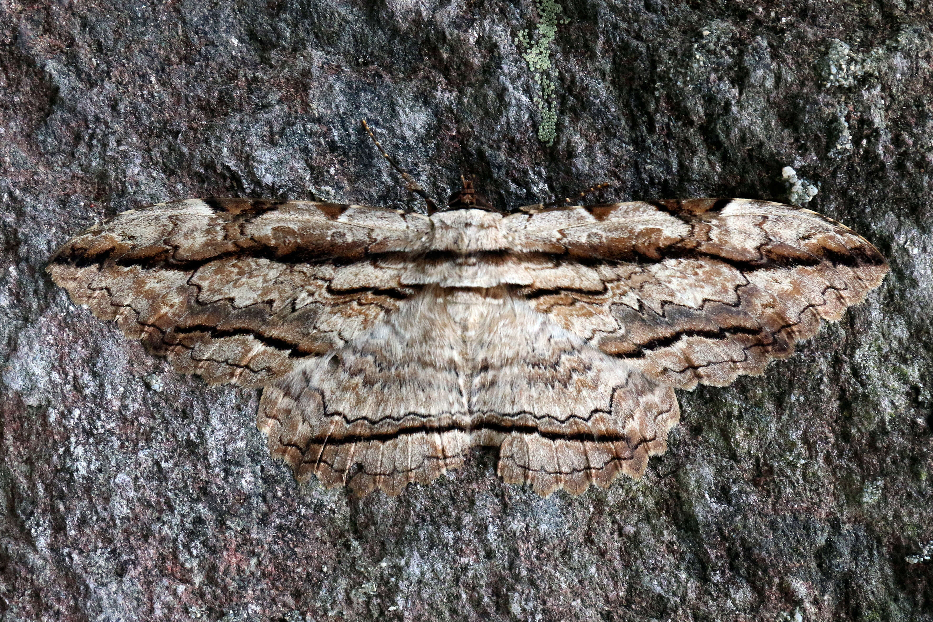 Image of Owl Moth