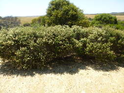 Image of Melaleuca huttensis L. A. Craven