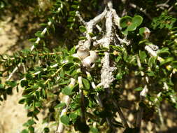 Image of Melaleuca huttensis L. A. Craven