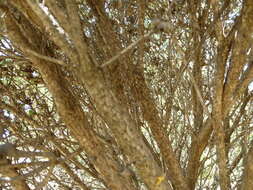 Image of Melaleuca huttensis L. A. Craven