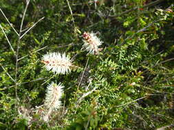 Melaleuca incana R. Br.的圖片