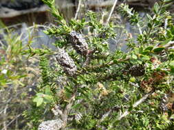 Melaleuca incana R. Br.的圖片