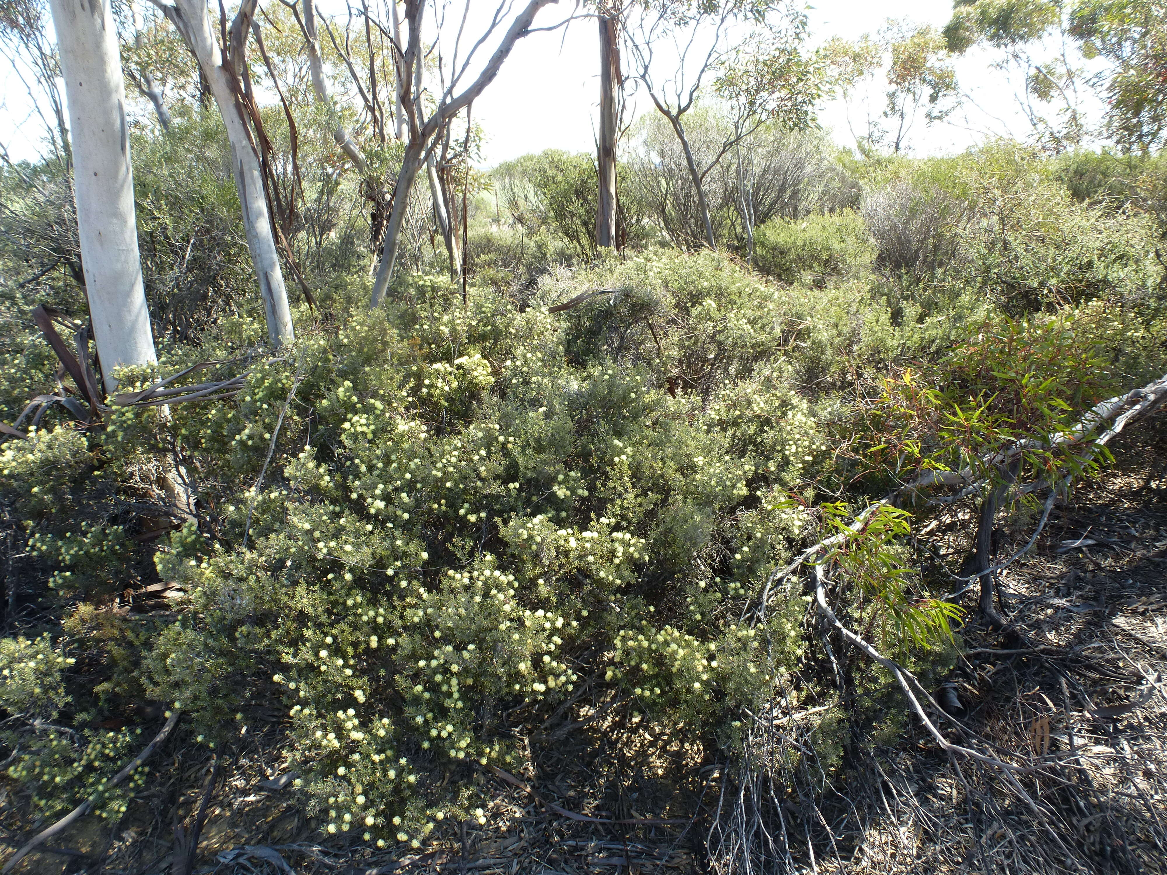 Image of Melaleuca johnsonii L. A. Craven