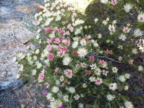 Image of Melaleuca urceolaris F. Müll. ex Benth.