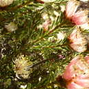 Image of Melaleuca urceolaris F. Müll. ex Benth.