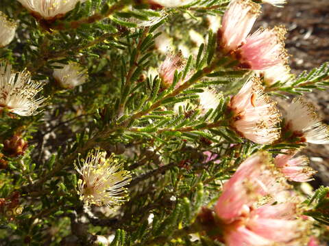 Image of Melaleuca urceolaris F. Müll. ex Benth.