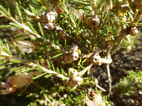 Image of Melaleuca urceolaris F. Müll. ex Benth.