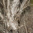 Image of Melaleuca lateriflora Benth.