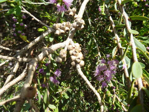 Imagem de Melaleuca laxiflora Turcz.