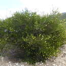 Image of Melaleuca lutea Craven