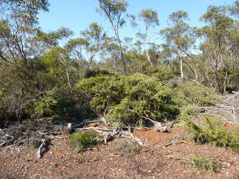 Image of Melaleuca marginata (Sond.) Hislop, Lepschi & Craven