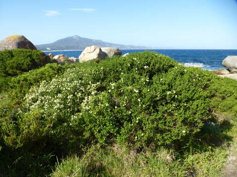 Image of Melaleuca microphylla Sm.