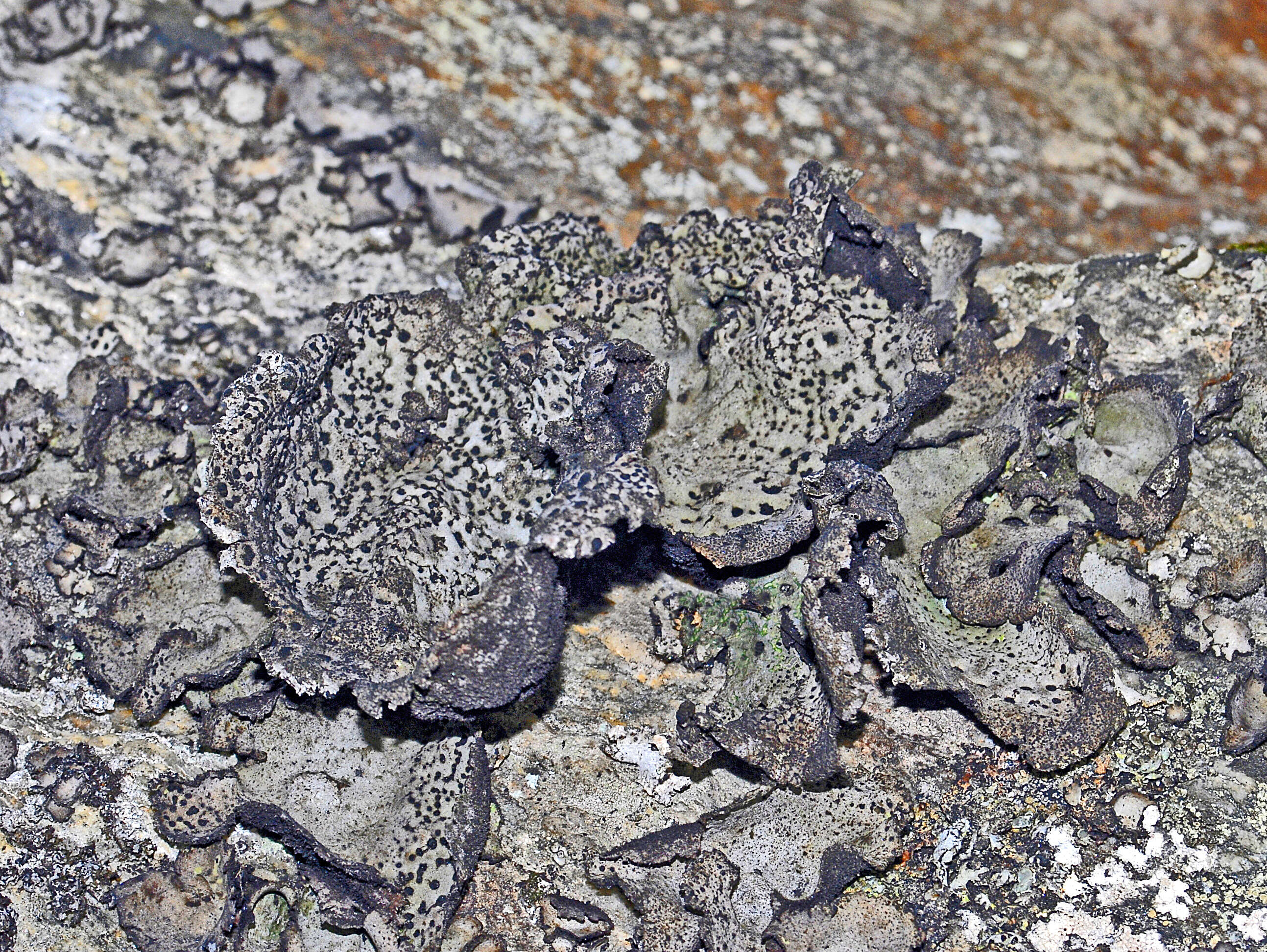 Image of Buttoned rock tripe lichen