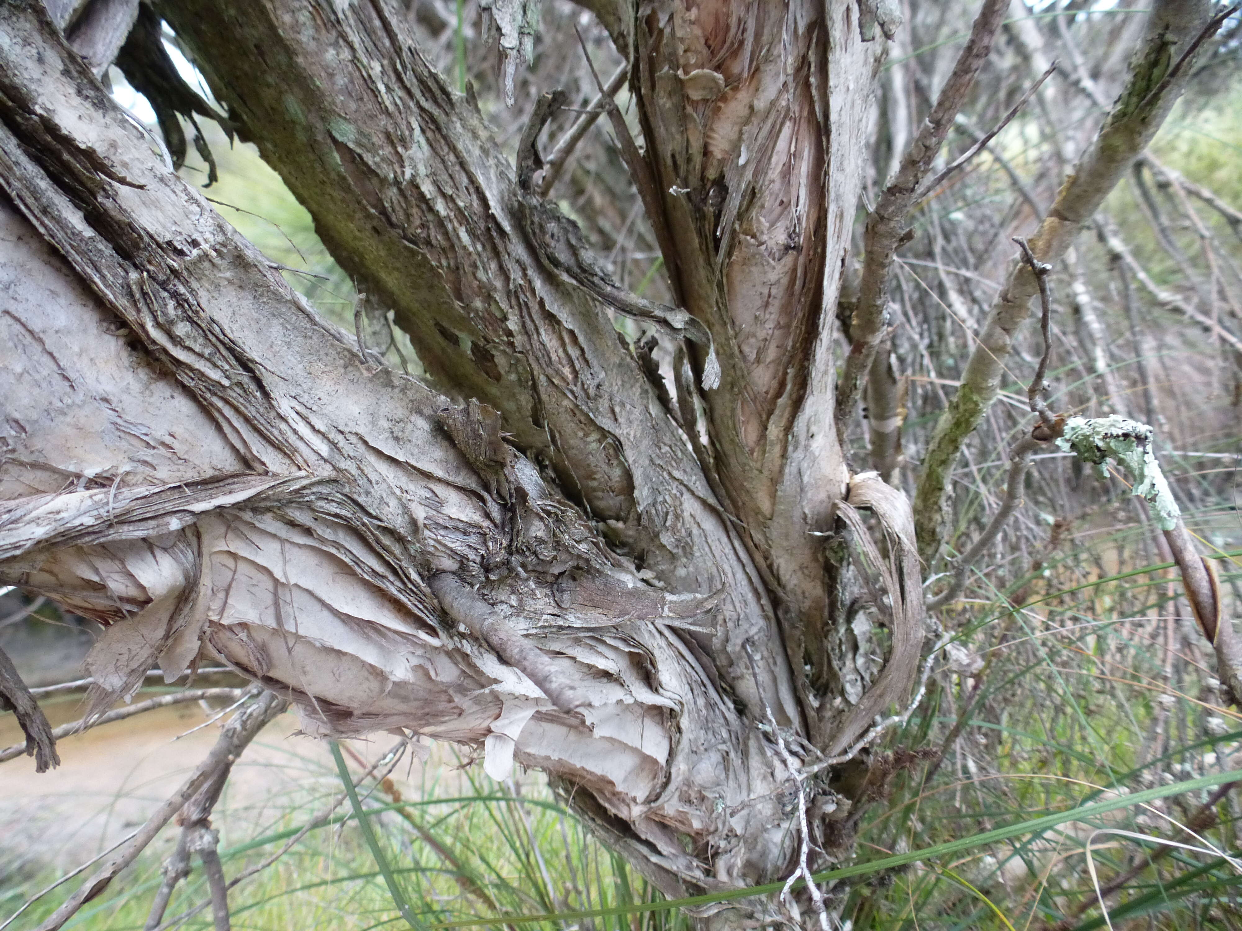 Sivun Melaleuca osullivanii Craven & Lepschi kuva