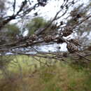 Image of Melaleuca osullivanii Craven & Lepschi