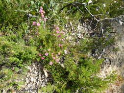 Image de Melaleuca parviceps Lindl.