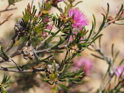 Image de Melaleuca parviceps Lindl.