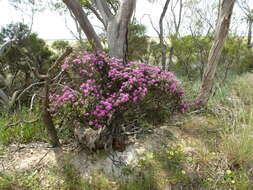 Image of Melaleuca plumea L. A. Craven