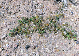 Image of Purslane-leaved aizoon