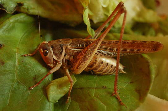 Image of Decticus albifrons (Fabricius 1775)