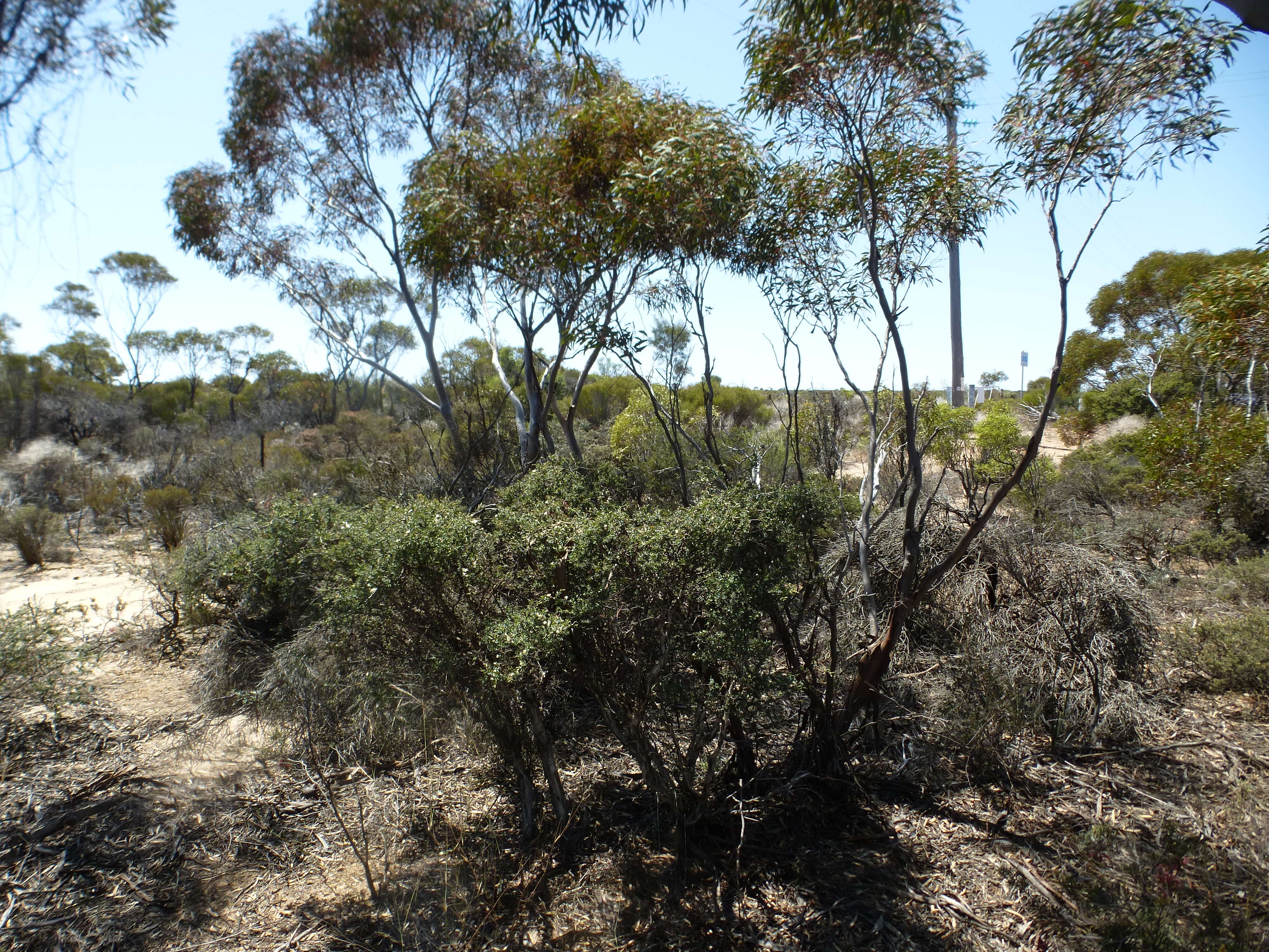 صورة Melaleuca podiocarpa Barlow ex L. A. Craven