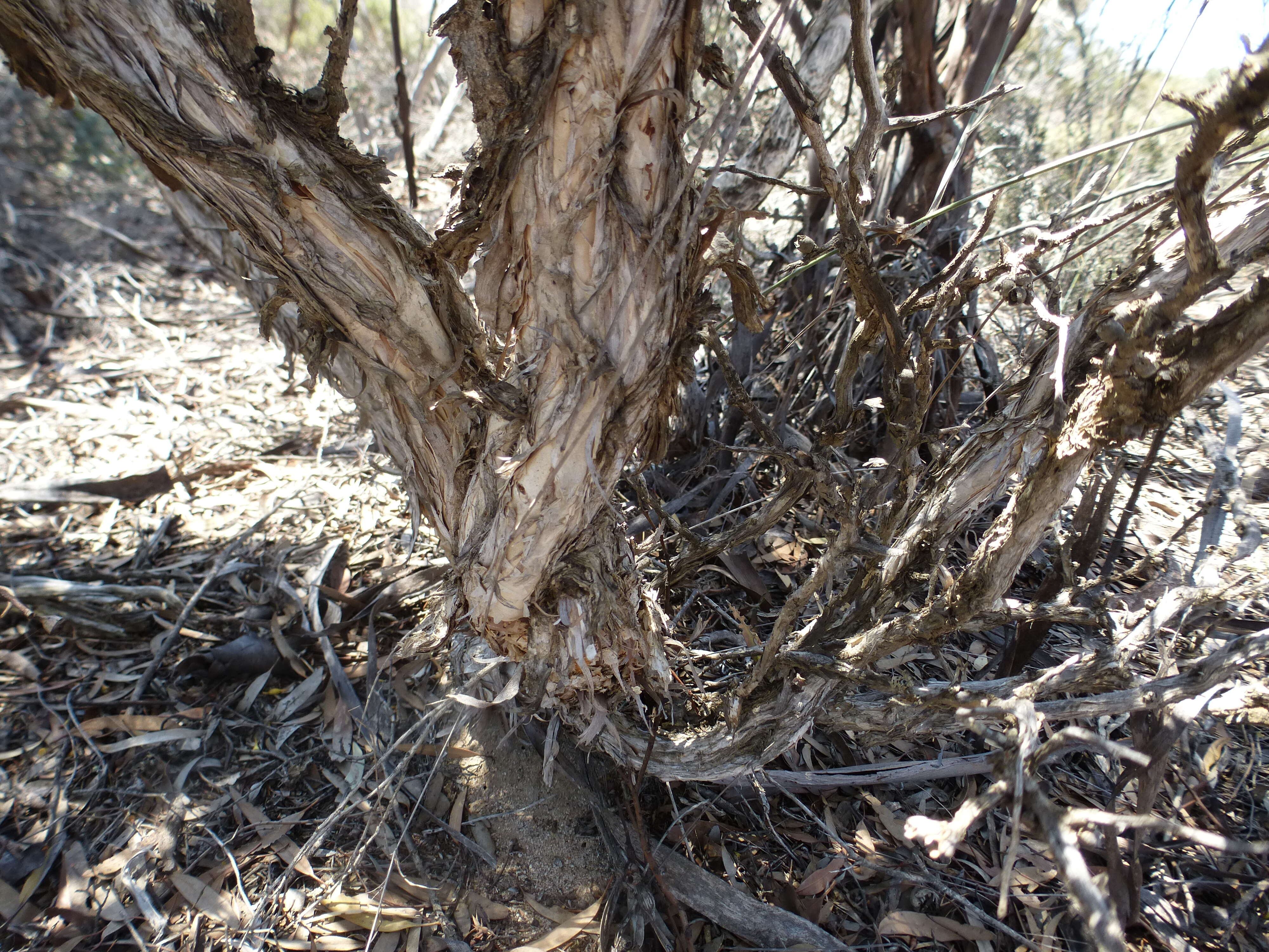 صورة Melaleuca podiocarpa Barlow ex L. A. Craven