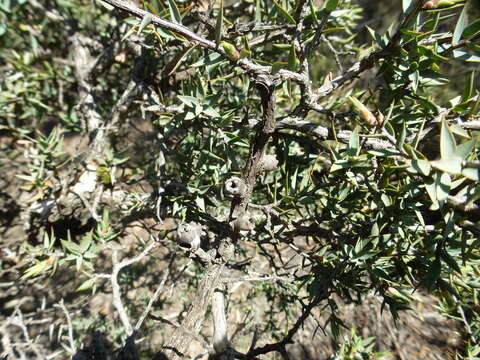 Image of Melaleuca podiocarpa Barlow ex L. A. Craven