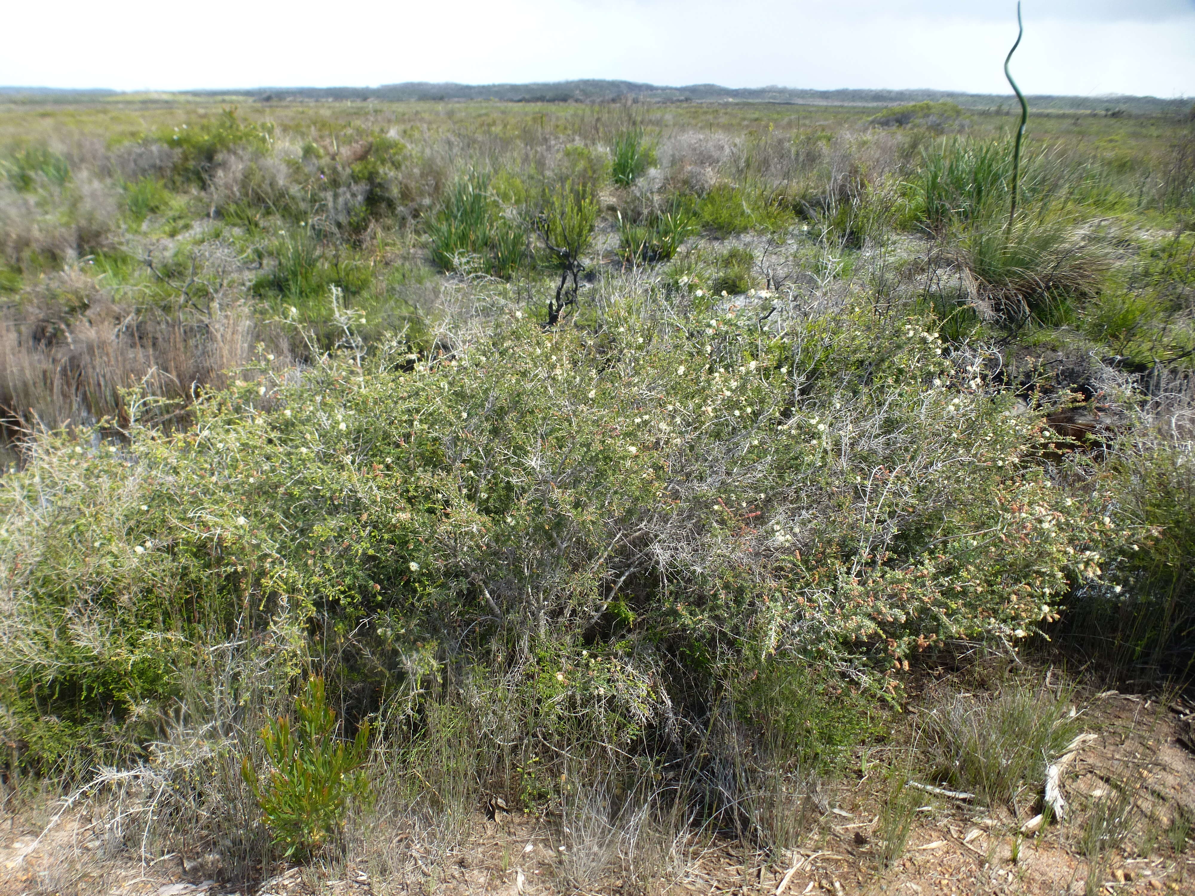 Melaleuca incana R. Br.的圖片