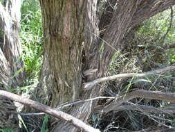 Image of Melaleuca stereophloia L. A. Craven