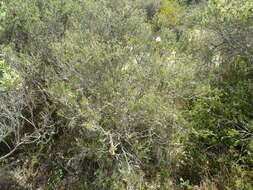 Image de Melaleuca striata Labill.