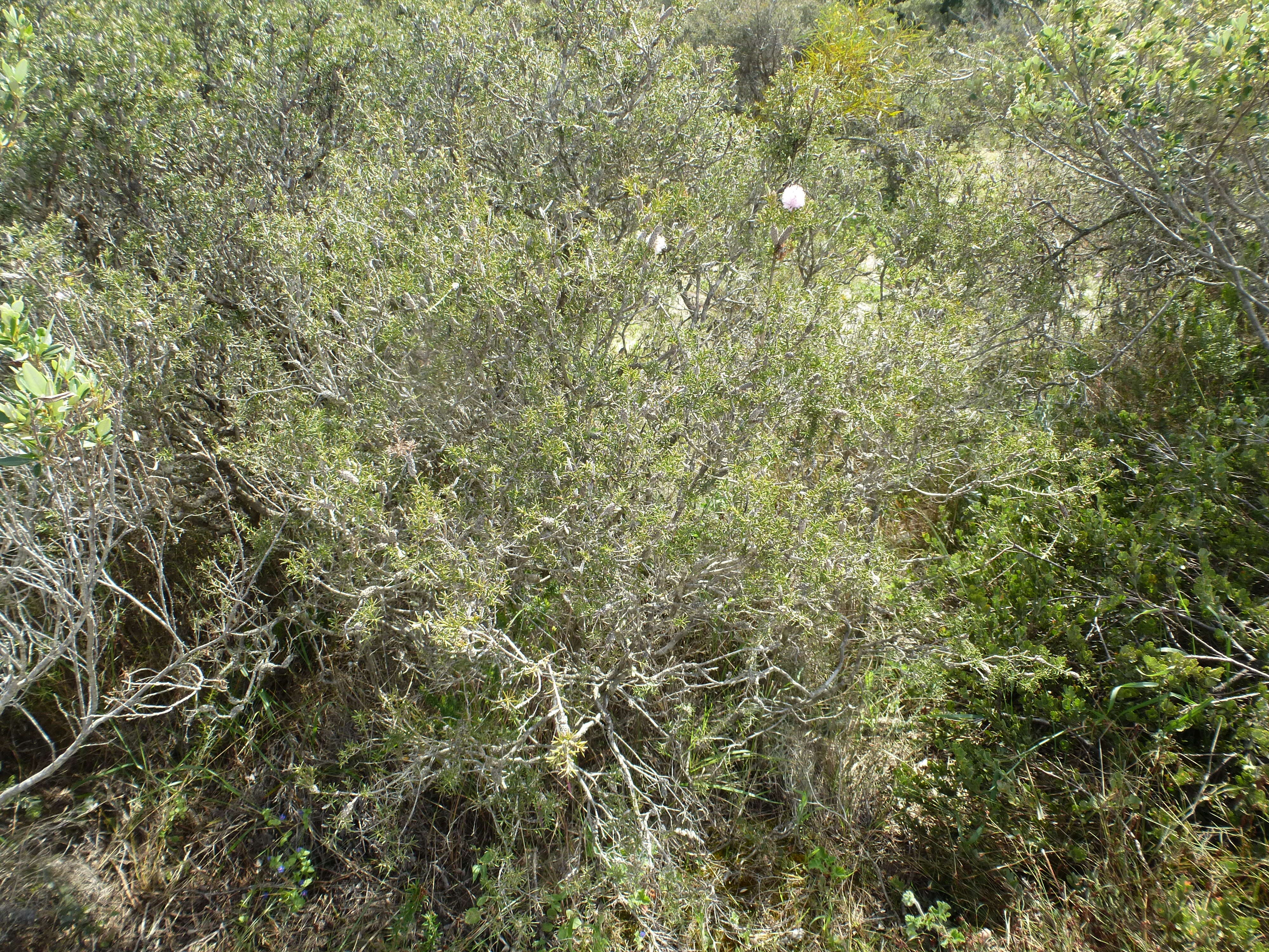 Image de Melaleuca striata Labill.