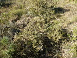 Image of Melaleuca suberosa (Schau.) C. A. Gardner