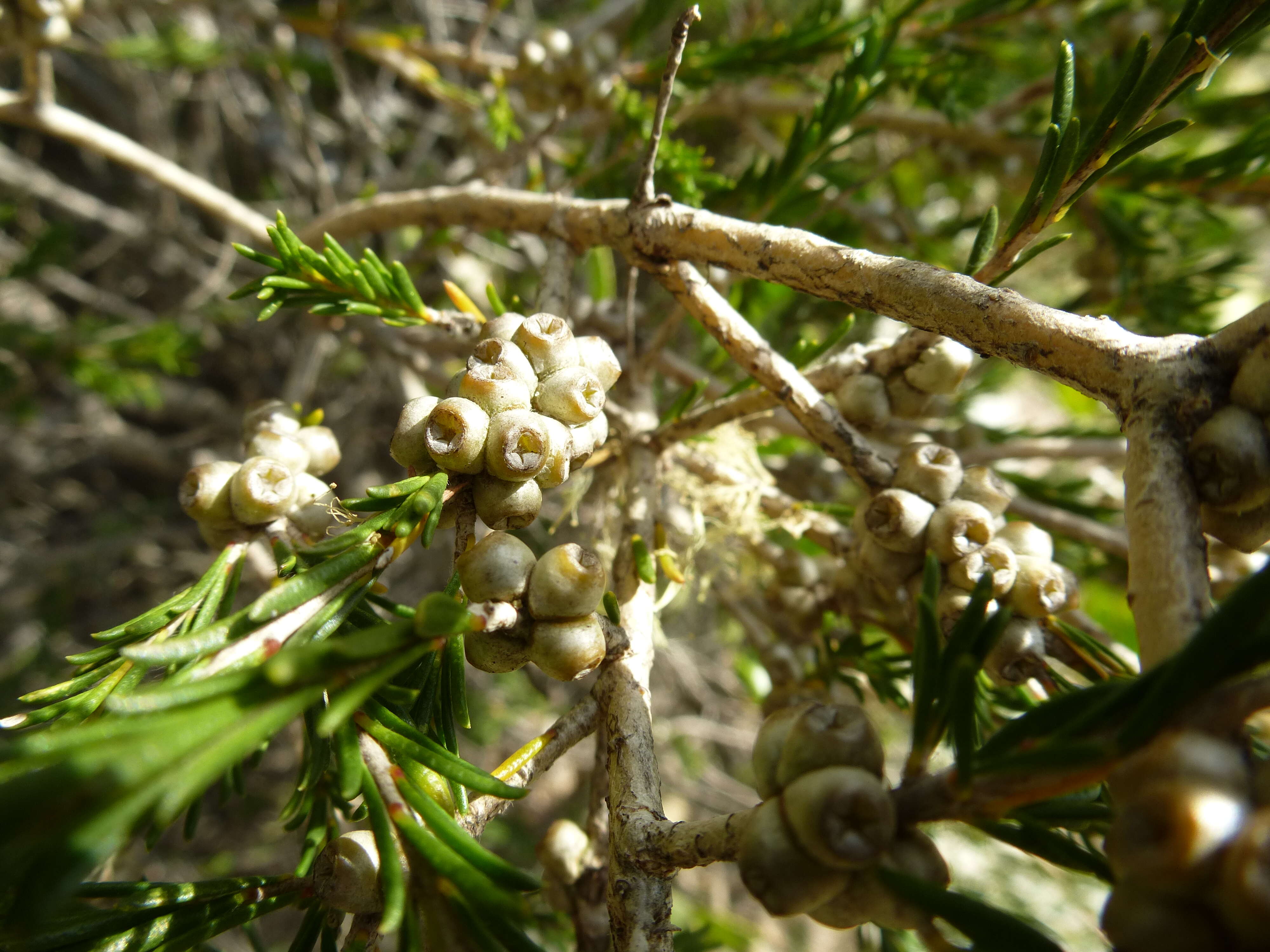 Image of Melaleuca systena L. A. Craven