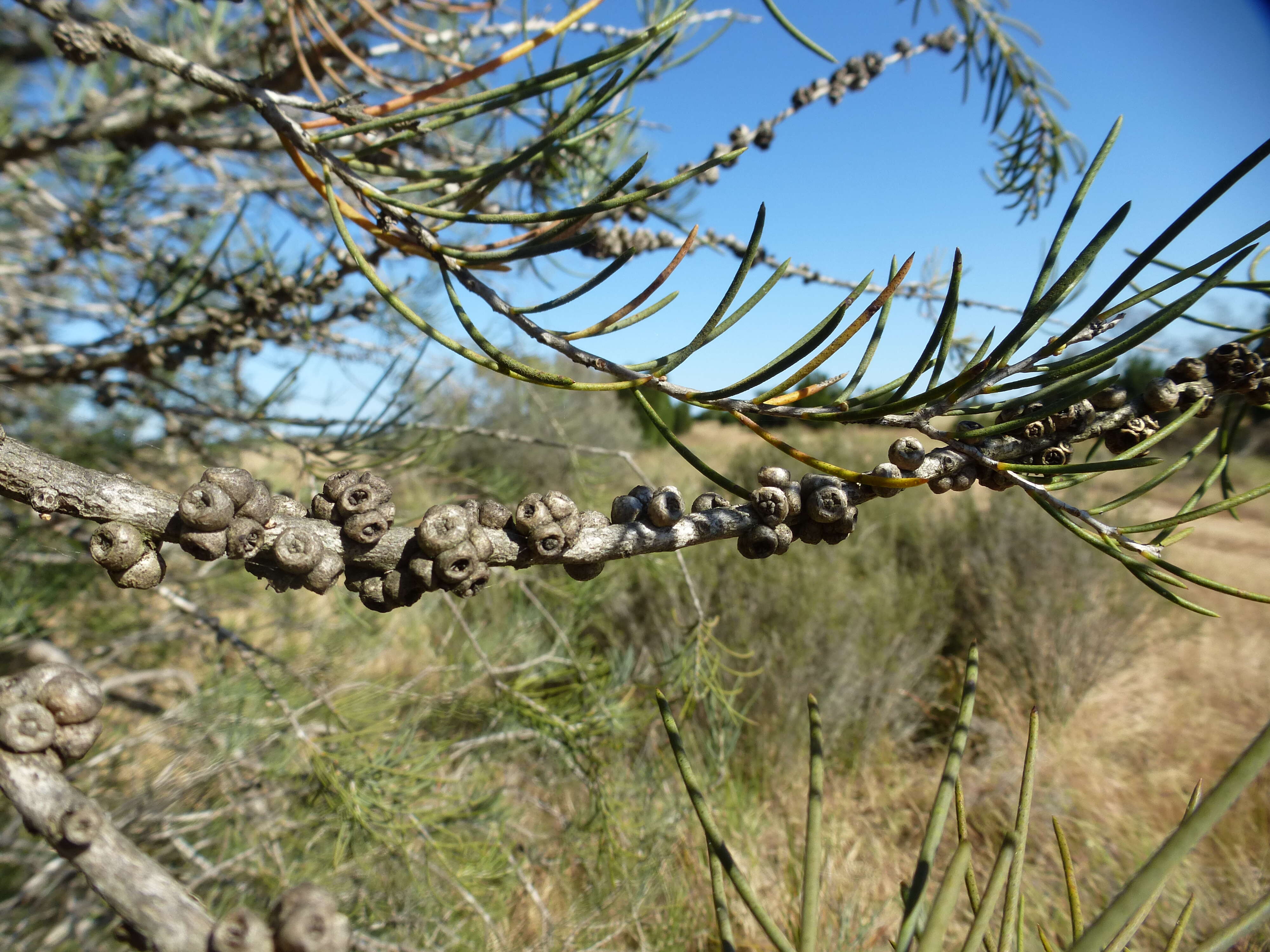 صورة Melaleuca teretifolia Endl.