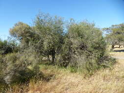 صورة Melaleuca teretifolia Endl.