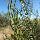 Image de Melaleuca teretifolia Endl.