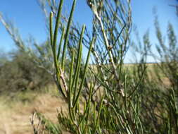 صورة Melaleuca teretifolia Endl.