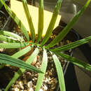 Image of Cycas zambalensis Madulid & Agoo