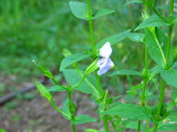 Image of Allegheny monkeyflower