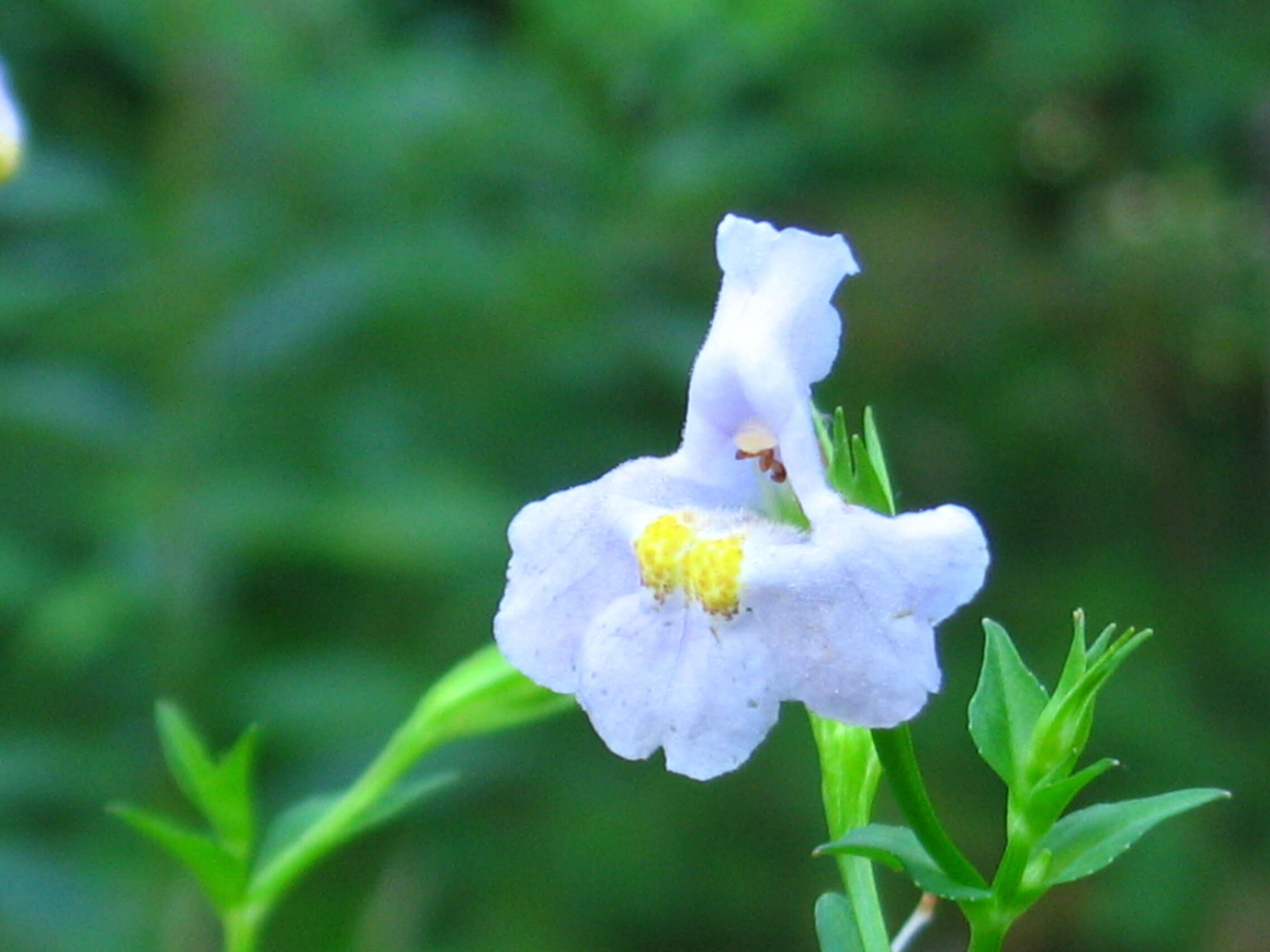 Image of Allegheny monkeyflower