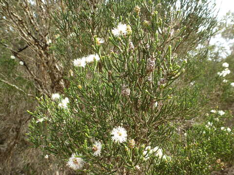 Imagem de Melaleuca thyoides Turcz.