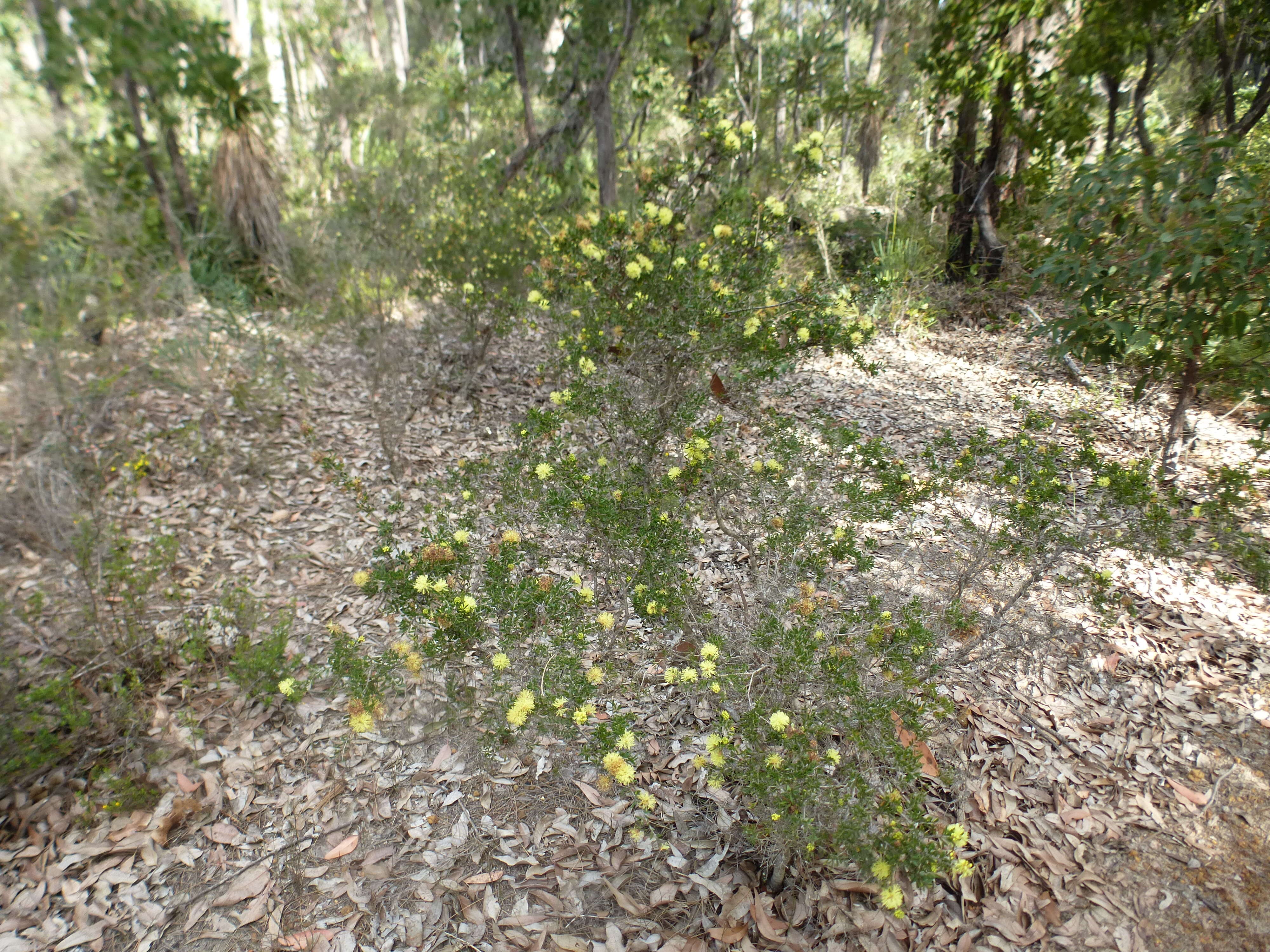 Image of Melaleuca thymoides Labill.