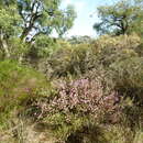 Image of Melaleuca tuberculata Schau.