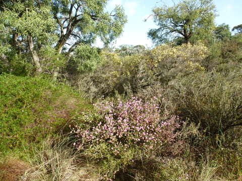 صورة Melaleuca tuberculata Schau.