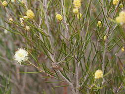 Image of broom honeymyrtle