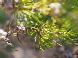 Image of Melaleuca urceolaris F. Müll. ex Benth.