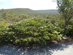 Image of Melaleuca urceolaris F. Müll. ex Benth.