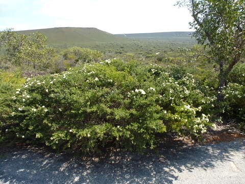 Image of Melaleuca urceolaris F. Müll. ex Benth.