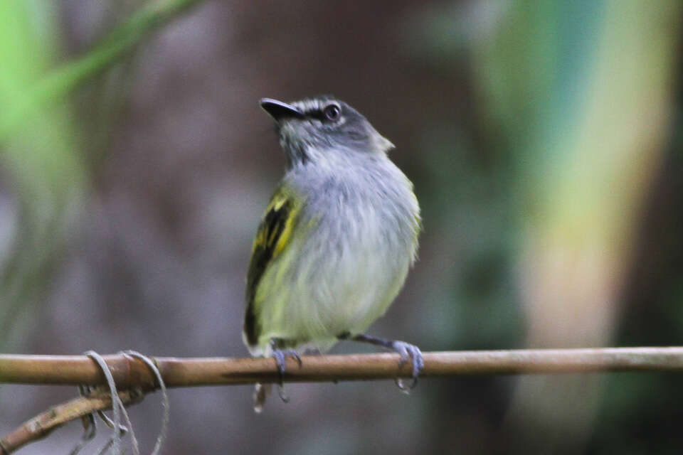 Image of Slate-headed Tody-Flycatcher