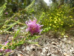 Image of Melaleuca violacea Schau.